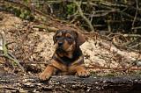 TOSA INU 434